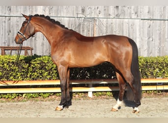 Hannoveraner, Wallach, 4 Jahre, 167 cm, Brauner