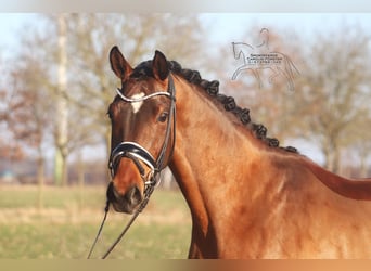 Hannoveraner, Wallach, 4 Jahre, 167 cm, Brauner