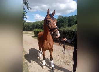 Hannoveraner, Wallach, 4 Jahre, 167 cm, Brauner