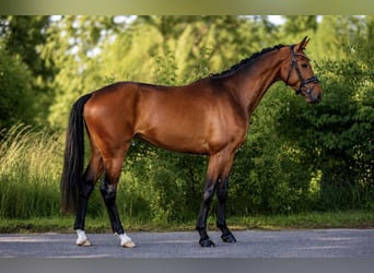 Hannoveraner, Wallach, 4 Jahre, 167 cm, Brauner