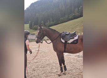 Hannoveraner, Wallach, 4 Jahre, 167 cm, Brauner