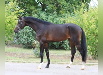 Hannoveraner, Wallach, 4 Jahre, 167 cm, Brauner