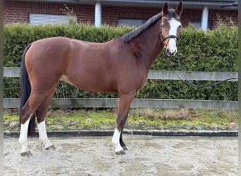 Hannoveraner, Wallach, 4 Jahre, 167 cm, Brauner