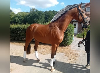 Hannoveraner, Wallach, 4 Jahre, 167 cm, Brauner