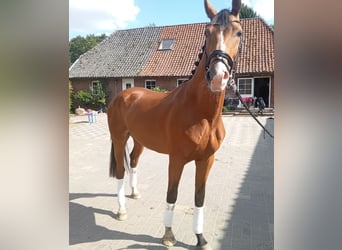 Hannoveraner, Wallach, 4 Jahre, 167 cm, Brauner
