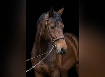 Hannoveraner, Wallach, 4 Jahre, 167 cm, Brauner