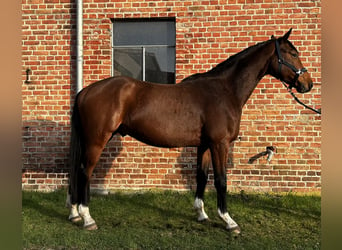 Hannoveraner, Wallach, 4 Jahre, 167 cm, Brauner