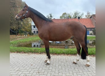 Hannoveraner, Wallach, 4 Jahre, 167 cm