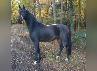 Hannoveraner, Wallach, 4 Jahre, 167 cm, Dunkelbrauner