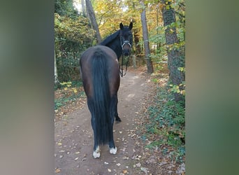 Hannoveraner, Wallach, 4 Jahre, 167 cm, Dunkelbrauner