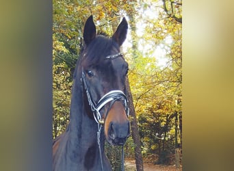 Hannoveraner, Wallach, 4 Jahre, 167 cm, Dunkelbrauner