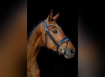 Hannoveraner, Wallach, 4 Jahre, 167 cm, Dunkelbrauner