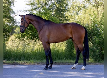 Hannoveraner, Wallach, 4 Jahre, 167 cm, Dunkelbrauner