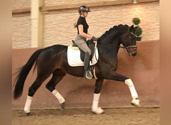 Hannoveraner, Wallach, 4 Jahre, 167 cm, Dunkelbrauner