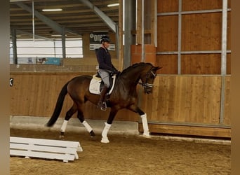 Hannoveraner, Wallach, 4 Jahre, 167 cm, Dunkelbrauner
