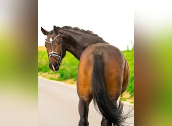 Hannoveraner, Wallach, 4 Jahre, 167 cm, Dunkelbrauner