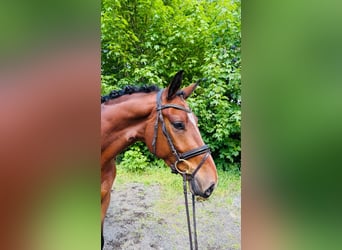 Hannoveraner, Wallach, 4 Jahre, 167 cm, Dunkelbrauner