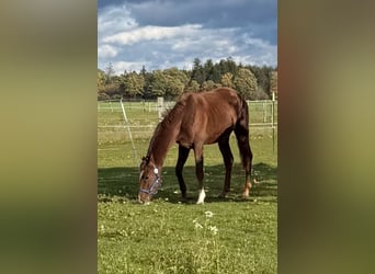 Hannoveraner, Wallach, 4 Jahre, 167 cm, Dunkelbrauner