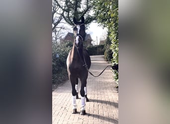 Hannoveraner, Wallach, 4 Jahre, 167 cm, Dunkelbrauner