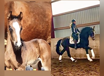 Hannoveraner, Wallach, 4 Jahre, 167 cm, Dunkelbrauner