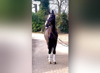 Hannoveraner, Wallach, 4 Jahre, 167 cm, Dunkelbrauner