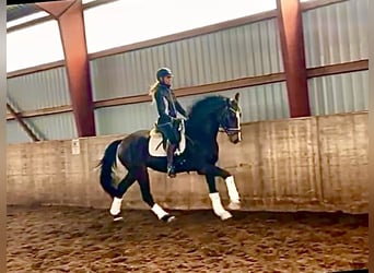Hannoveraner, Wallach, 4 Jahre, 167 cm, Dunkelbrauner