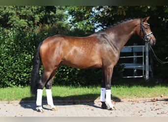 Hannoveraner, Wallach, 4 Jahre, 167 cm, Dunkelbrauner