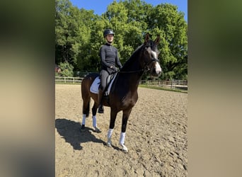 Hannoveraner, Wallach, 4 Jahre, 167 cm, Dunkelbrauner