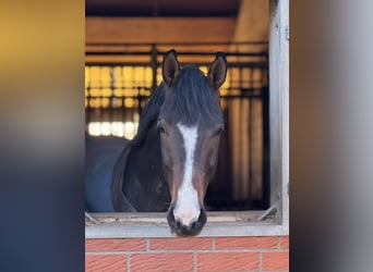 Hannoveraner, Wallach, 4 Jahre, 167 cm, Dunkelbrauner