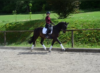 Hannoveraner, Wallach, 4 Jahre, 167 cm, Dunkelbrauner