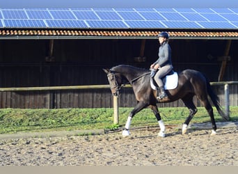 Hannoveraner, Wallach, 4 Jahre, 167 cm, Dunkelbrauner