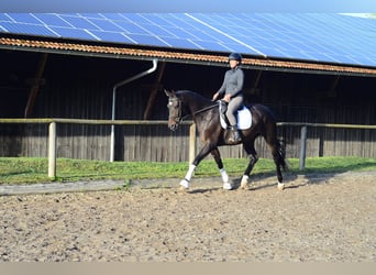 Hannoveraner, Wallach, 4 Jahre, 167 cm, Dunkelbrauner