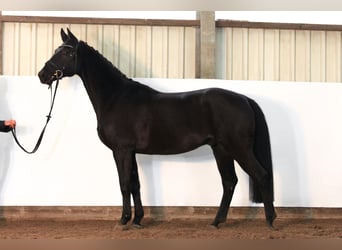 Hannoveraner, Wallach, 4 Jahre, 167 cm, Dunkelbrauner