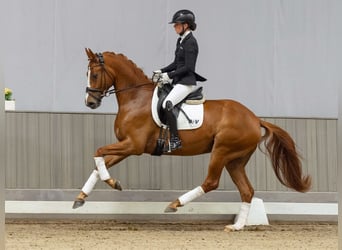 Hannoveraner, Wallach, 4 Jahre, 167 cm, Dunkelfuchs