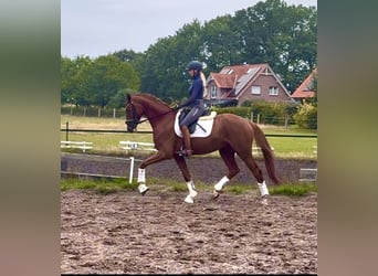 Hannoveraner, Wallach, 4 Jahre, 167 cm, Dunkelfuchs