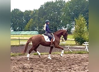 Hannoveraner, Wallach, 4 Jahre, 167 cm, Dunkelfuchs