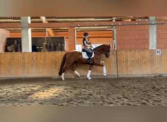 Hannoveraner, Wallach, 4 Jahre, 167 cm, Fuchs