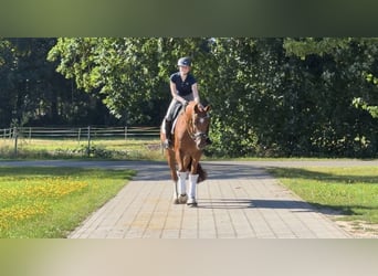 Hannoveraner, Wallach, 4 Jahre, 167 cm, Fuchs