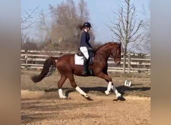 Hannoveraner, Wallach, 4 Jahre, 167 cm, Fuchs