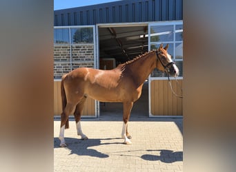 Hannoveraner, Wallach, 4 Jahre, 167 cm, Fuchs