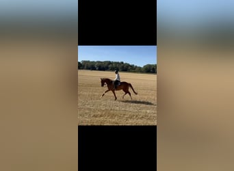 Hannoveraner, Wallach, 4 Jahre, 167 cm, Fuchs