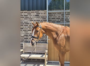 Hannoveraner, Wallach, 4 Jahre, 167 cm, Fuchs