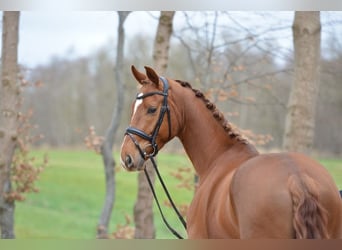 Hannoveraner, Wallach, 4 Jahre, 167 cm, Fuchs