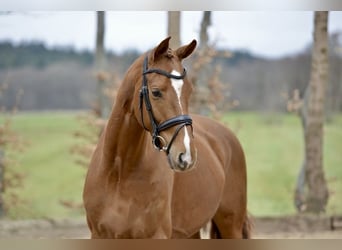 Hannoveraner, Wallach, 4 Jahre, 167 cm, Fuchs