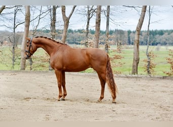Hannoveraner, Wallach, 4 Jahre, 167 cm, Fuchs