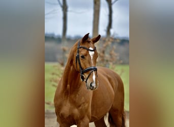 Hannoveraner, Wallach, 4 Jahre, 167 cm, Fuchs