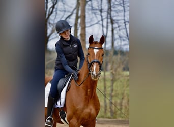 Hannoveraner, Wallach, 4 Jahre, 167 cm, Fuchs