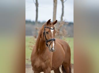Hannoveraner, Wallach, 4 Jahre, 167 cm, Fuchs