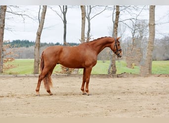 Hannoveraner, Wallach, 4 Jahre, 167 cm, Fuchs