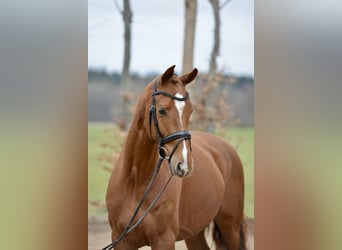 Hannoveraner, Wallach, 4 Jahre, 167 cm, Fuchs